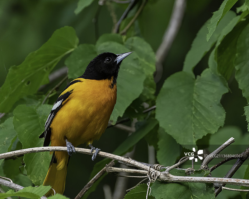 美国海湾区栖息在树枝上的北方金莺特写图片素材