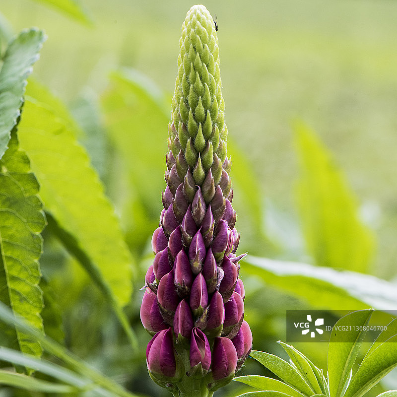 自然风光：紫色开花植物特写，莫斯科，俄罗斯图片素材