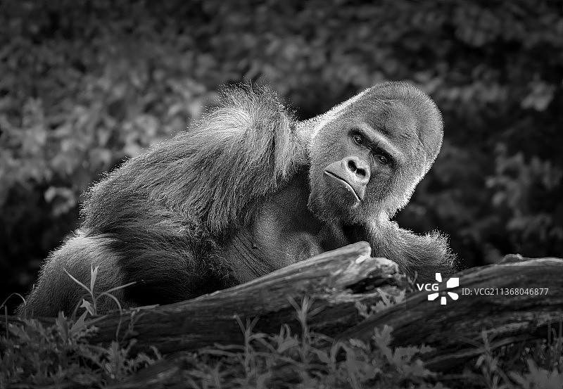 大猩猩姿势，猴子坐在草地上的特写图片素材