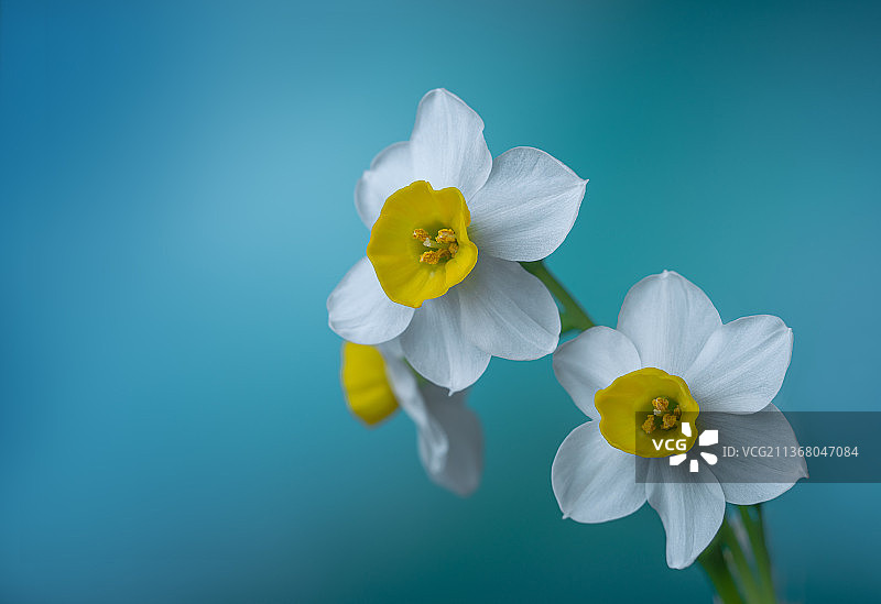 水仙花图片素材