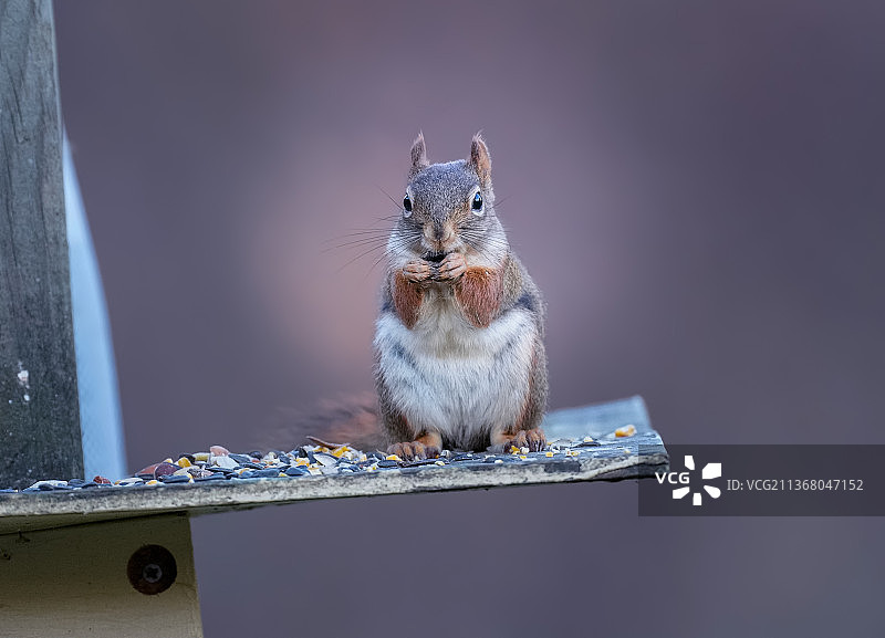 红松鼠特写：莫兰州立公园栏杆上的松鼠（美国）图片素材