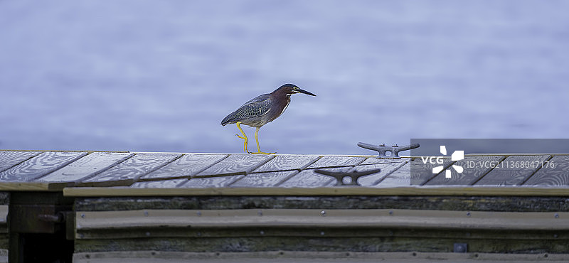 码头上的绿鹭，栖息在湖上码头上的苍鹭的侧视图，美国莫兰州立公园图片素材