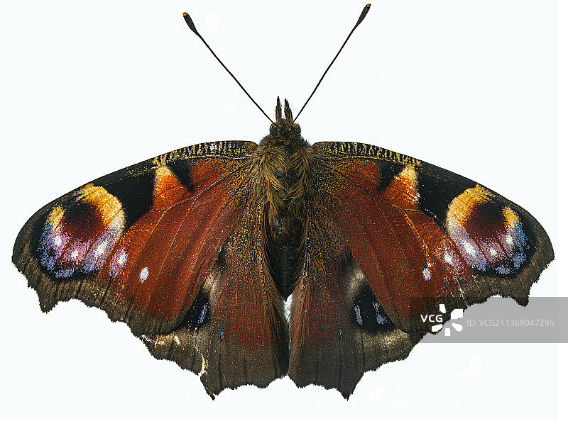 白色背景上的蝴蝶特写，捷克共和国图片素材