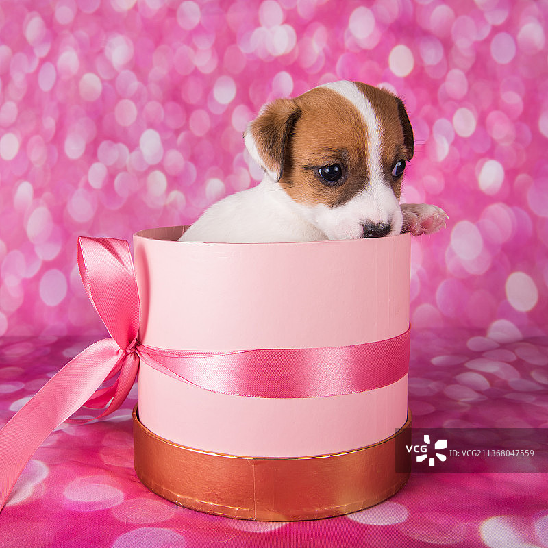 粉色礼盒上的可爱白色小狗图片素材