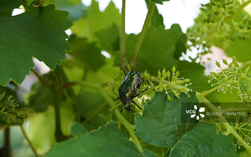 昆虫在叶子上的特写图片素材