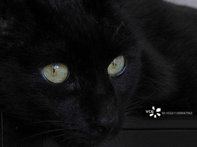 黑猫特写，乌克兰图片素材