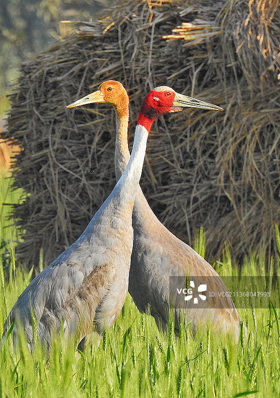 印度古吉拉特邦Pariej的灰鹤特写图片素材