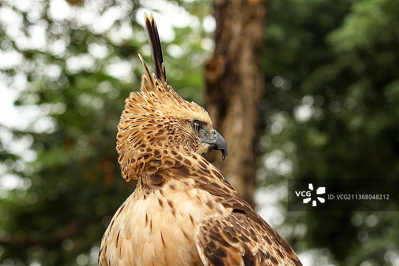 户外雄鹰栖息特写图片素材