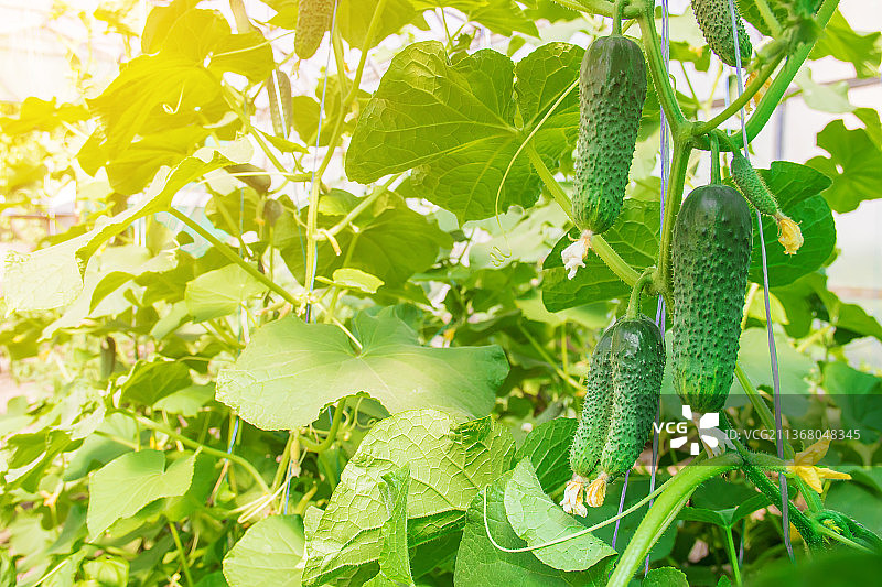 自制黄瓜种植与采摘特写图片素材