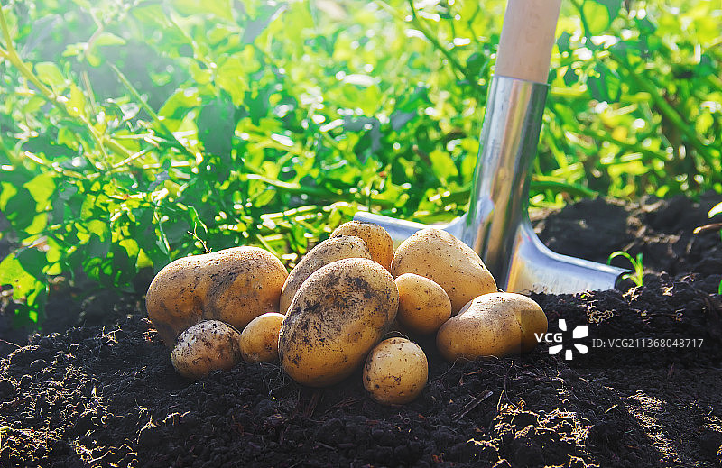 自制有机蔬菜丰收土豆图片素材