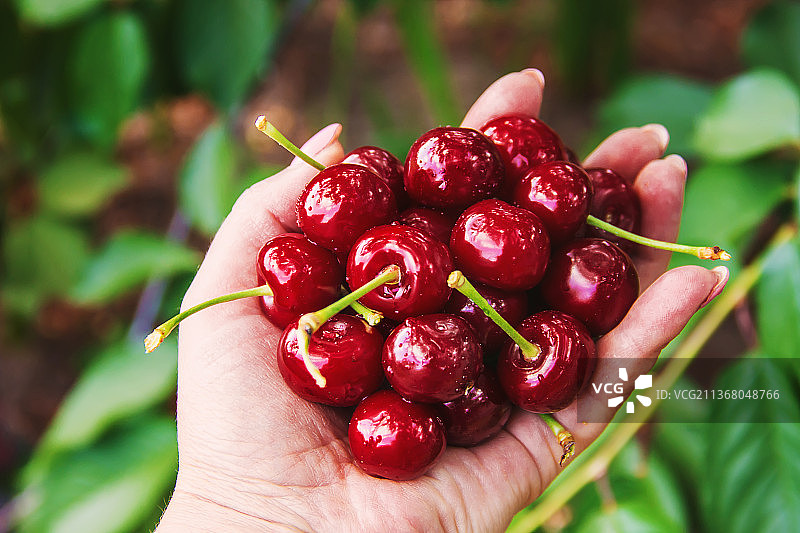 儿童在花园里摘樱桃（焦点选择）图片素材