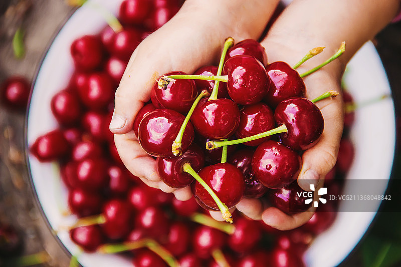 儿童在花园里摘樱桃（焦点选择）图片素材