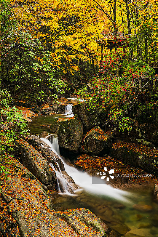 红叶洒落在秋水旁。图片素材