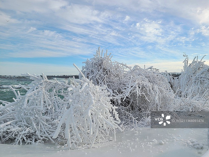 玉树冰枝图片素材