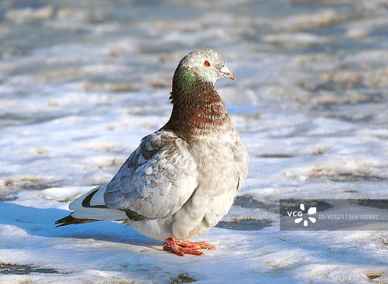 冰上鸽图片素材