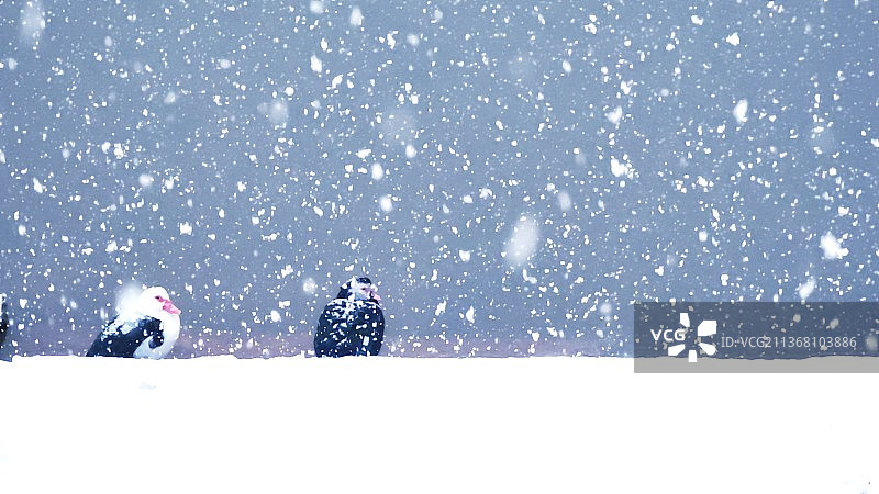 大雪纷飞图片素材