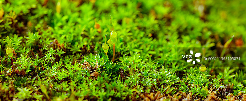 微距镜头下的葫芦藓孢子图片素材