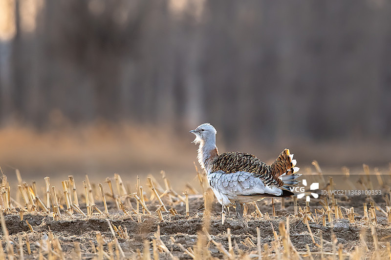 在北京通州过冬栖息的一级保护动物大鸨图片素材