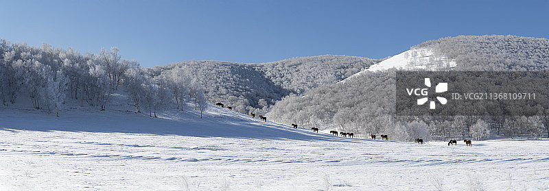 雪韵情人谷图片素材