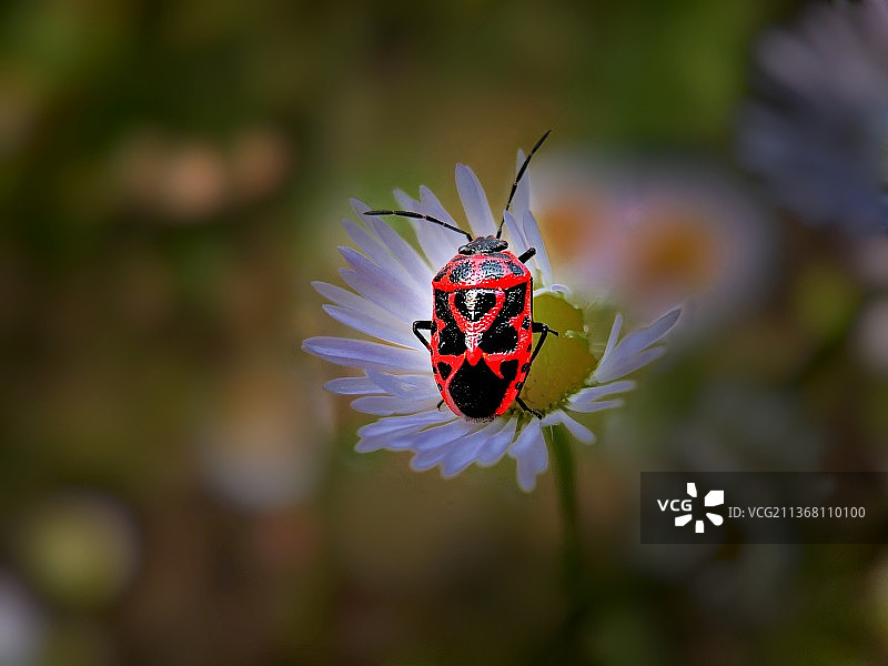 花上昆虫特写镜头•蝽图片素材