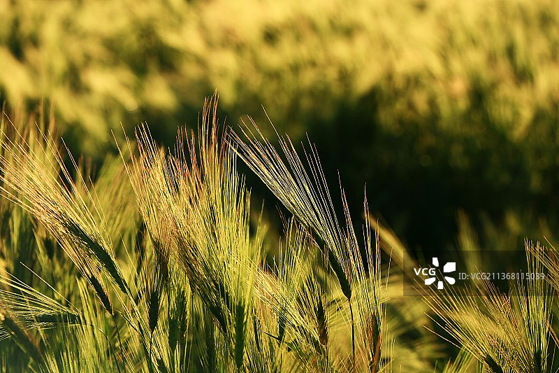 青稞逆天生长的特写镜头图片素材