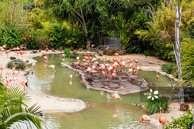 美国加州圣地亚哥动物园图片素材