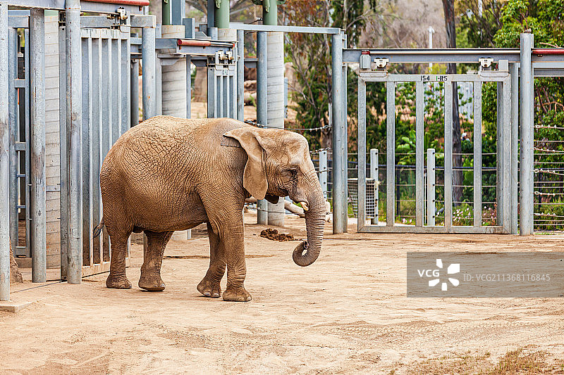 美国加州圣地亚哥动物园图片素材