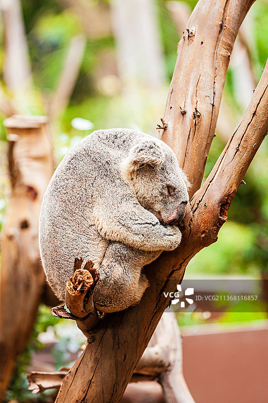 美国加州圣地亚哥动物园图片素材