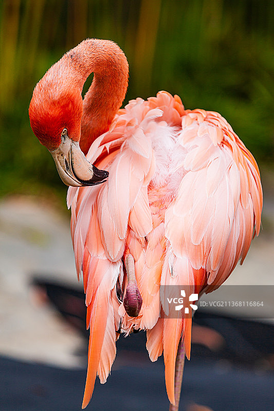 美国加州圣地亚哥动物园图片素材