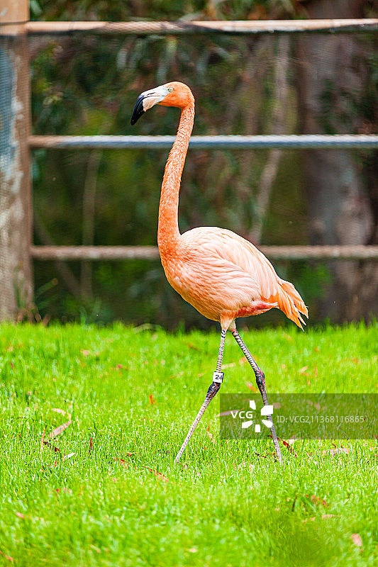 美国加州圣地亚哥动物园图片素材