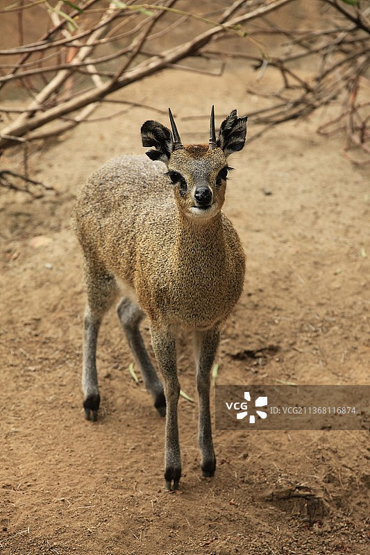 美国加州圣地亚哥动物园图片素材
