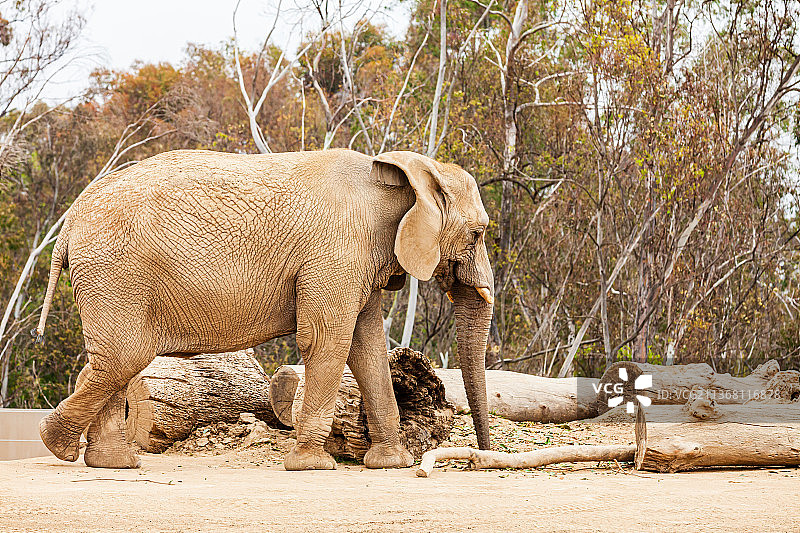 美国加州圣地亚哥动物园图片素材