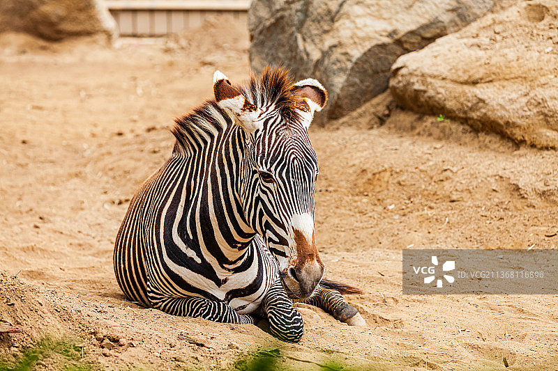 美国加州圣地亚哥动物园图片素材