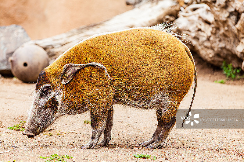 美国加州圣地亚哥动物园图片素材