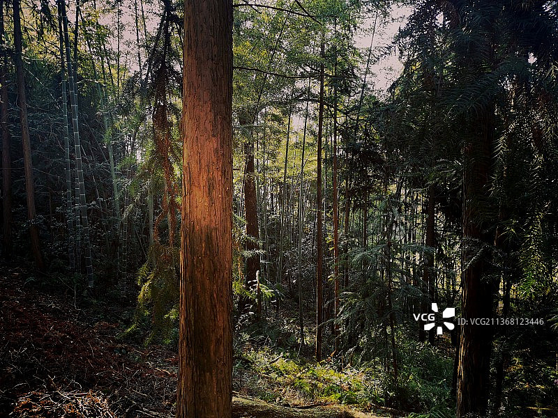 森林 阳光 自然 野趣图片素材