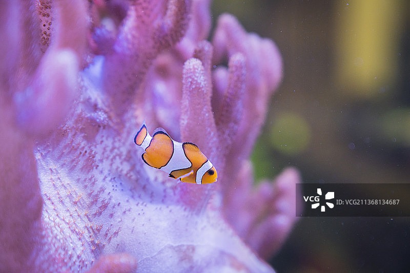 珊瑚鱼图片素材