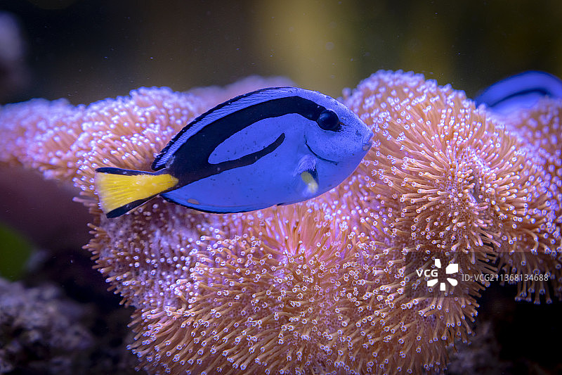 珊瑚鱼图片素材