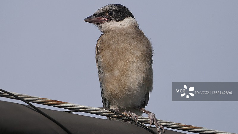低角度拍摄：热带鸟类栖息在电缆上图片素材