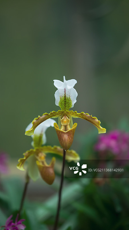 植物园的兰花图片素材