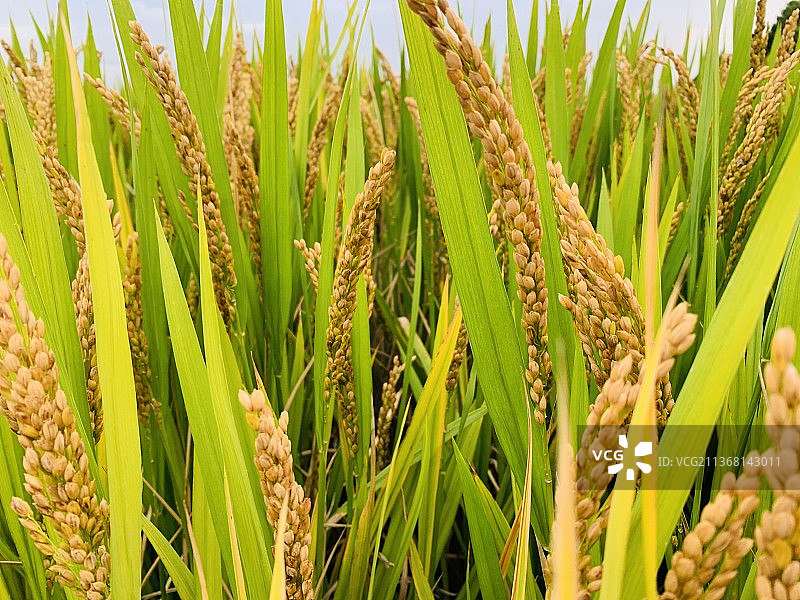 稻穗图片素材
