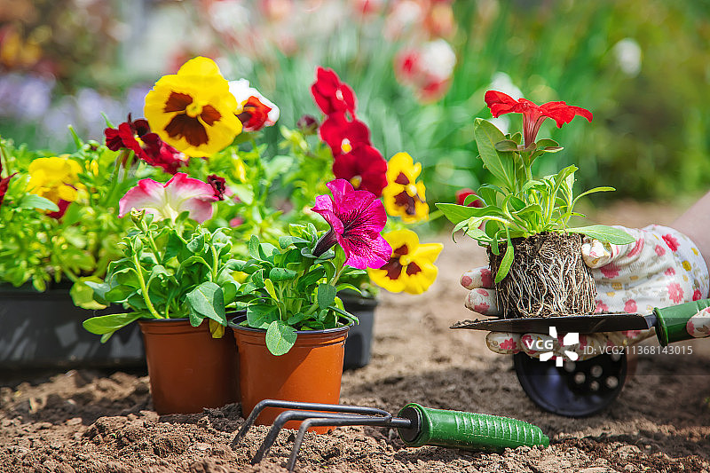 园丁正在种植花园，选择性聚焦图片素材
