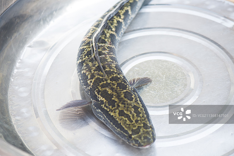 水里的一条黑鱼图片素材