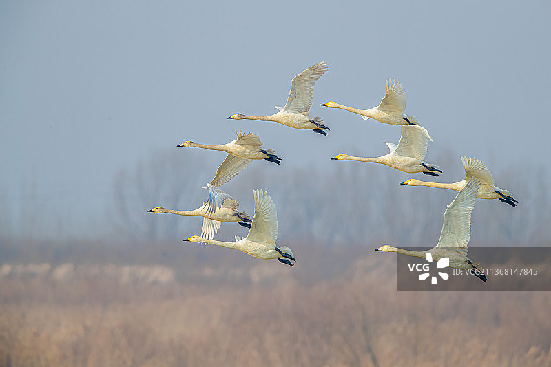 除夕快乐•大天鹅图片素材