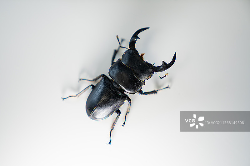 中国大锹甲图片素材