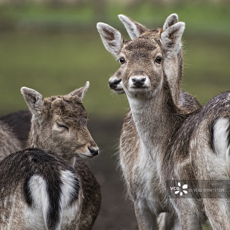 站立在田野上的鹿的特写图片素材
