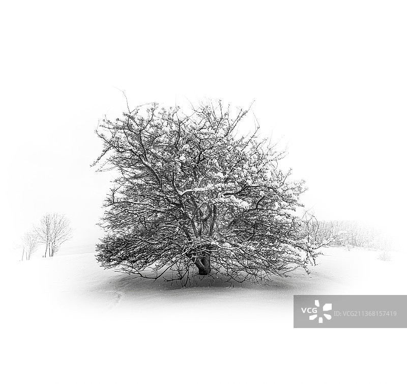德国伊尔梅瑙罗达：深雪中孤立的树木，雪地上的树木映衬着天空图片素材