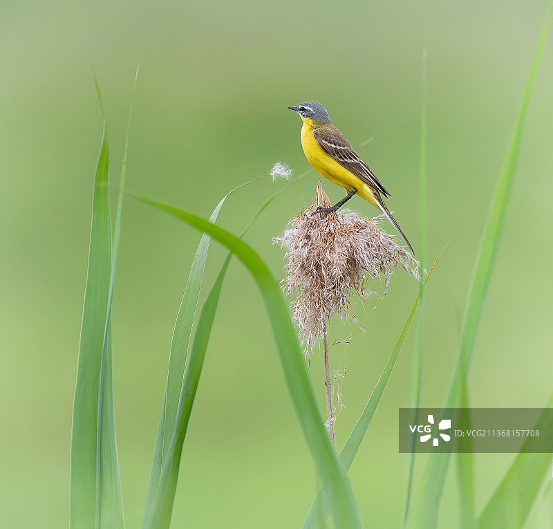 栖息在植物上的黄鹡鸰特写图片素材