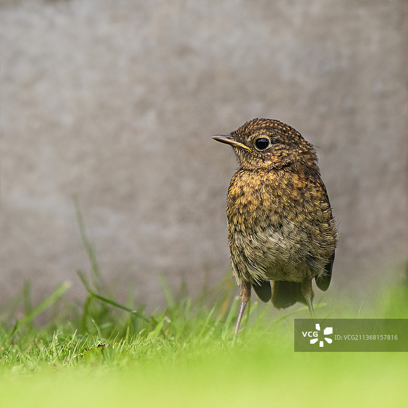 年轻的知更鸟，栖息在田野上的画眉特写图片素材