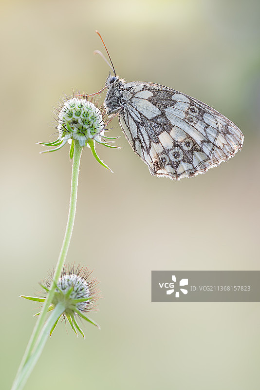黑脉园蛛和花朵特写图片素材