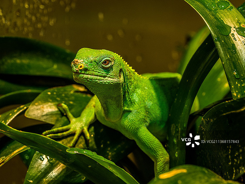 植物上的绿 Basilisk 蜥蜴特写图片素材